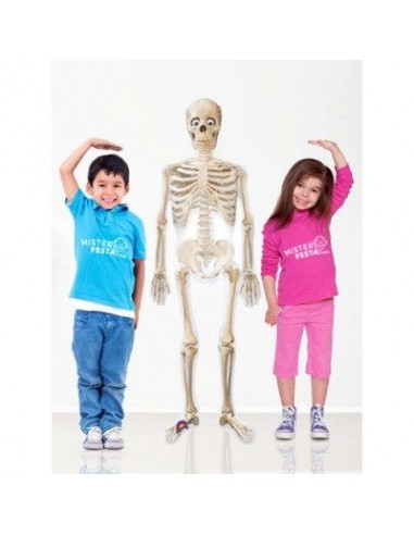Palloncino scheletro in piedi  (Halloween) - AirWalkers - Anagram - 190 cm x 43 cm H - 1 pz